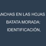 Manchas en las hojas de Batata morada: Identificación, Causas y Estrategias de Control Efectivo