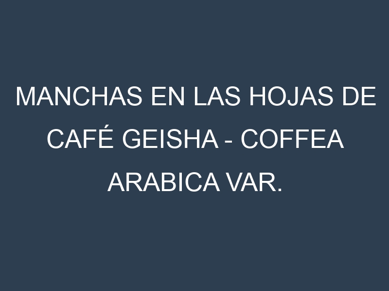 Manchas en las hojas de Café Geisha – Coffea arabica var. geisha: Identificación, Causas y Estrategias de Control Efectivo