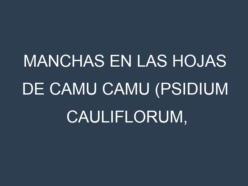 Manchas en las hojas de Camu camu (Psidium cauliflorum, Sabai, Suri, Shahin, Iquitos): Identificación, Causas y Estrategias de Control Efectivo