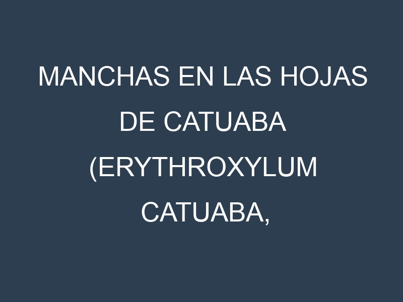 Manchas en las hojas de Catuaba (Erythroxylum catuaba, catuaba): Identificación, Causas y Estrategias de Control Efectivo