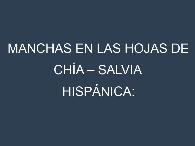 Manchas en las hojas de Chía – Salvia hispánica: Identificación, Causas y Estrategias de Control Efectivo