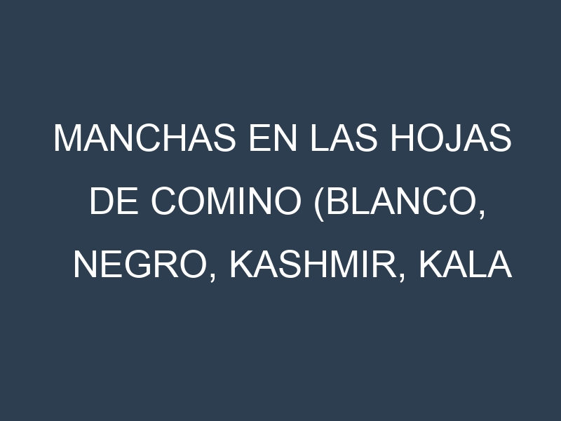 Manchas en las hojas de Comino (Blanco, Negro, Kashmir, Kala Jeera, Safed Jeera): Identificación, Causas y Estrategias de Control Efectivo