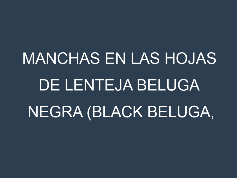 Manchas en las hojas de Lenteja beluga negra (Black Beluga, Spanish Beluga, Petite Noir, Beluga Russe, French Black): Identificación, Causas y Estrategias de Control Efectivo