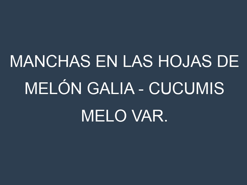 Manchas en las hojas de Melón galia – Cucumis melo var. reticulatus: Identificación, Causas y Estrategias de Control Efectivo