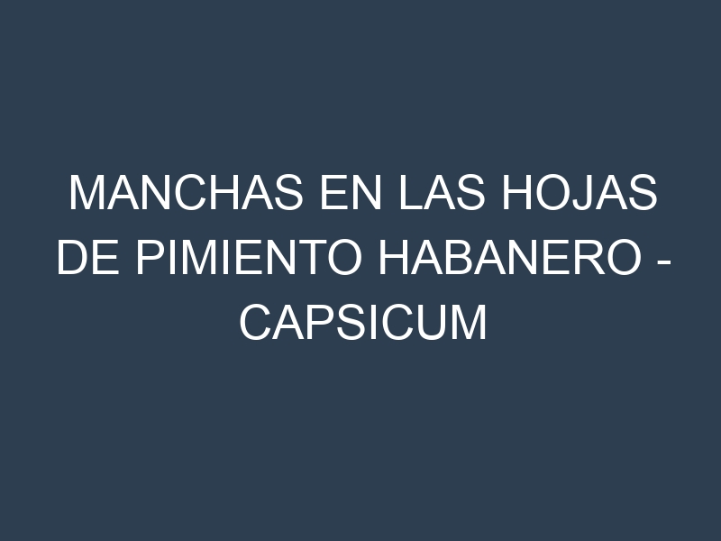Manchas en las hojas de Pimiento habanero – Capsicum chinense: Identificación, Causas y Estrategias de Control Efectivo
