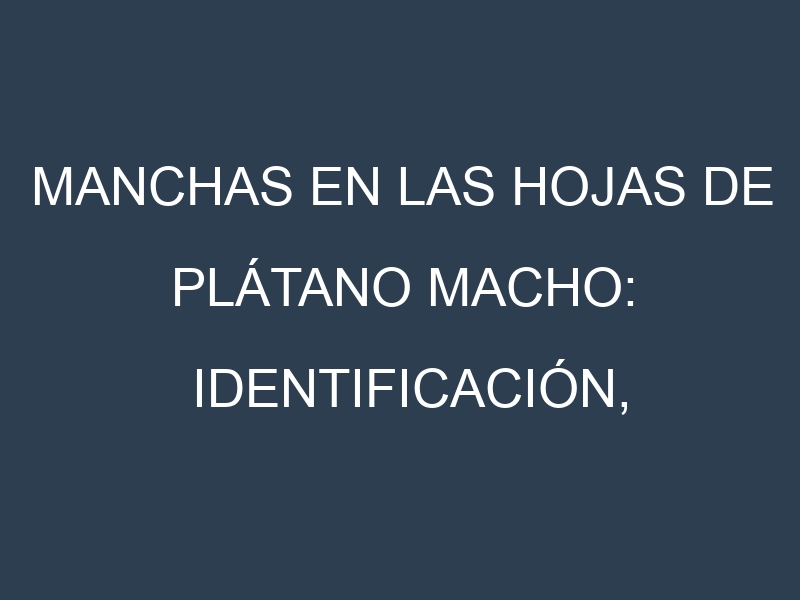Manchas en las hojas de Plátano macho: Identificación, Causas y Estrategias de Control Efectivo