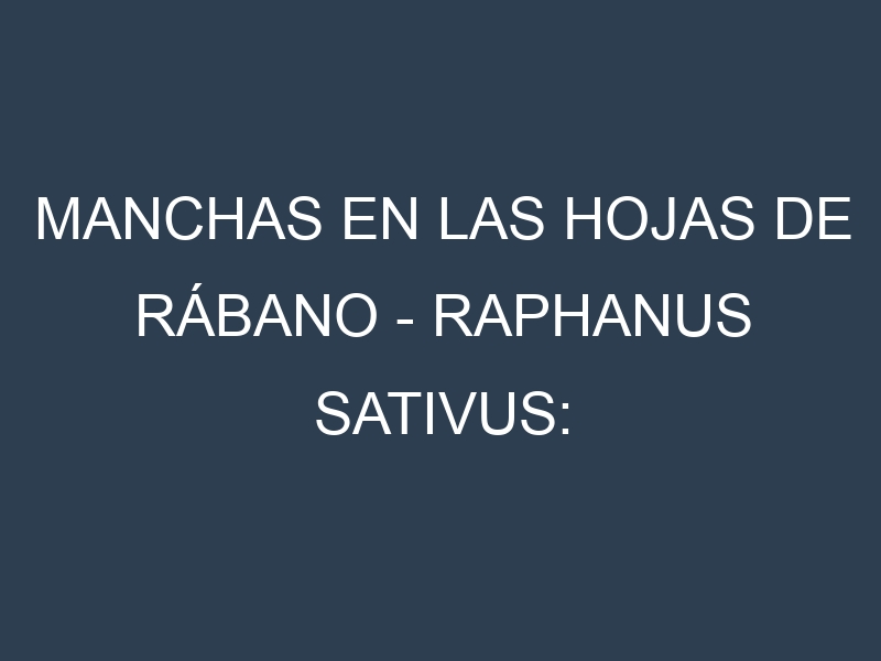 Manchas en las hojas de Rábano – Raphanus sativus: Identificación, Causas y Estrategias de Control Efectivo