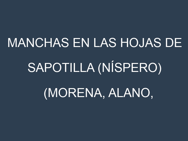 Manchas en las hojas de Sapotilla (níspero) (Morena, Alano, Prolific, Hasya, Silas Woods): Identificación, Causas y Estrategias de Control Efectivo