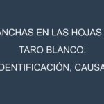 Manchas en las hojas de Taro blanco: Identificación, Causas y Estrategias de Control Efectivo