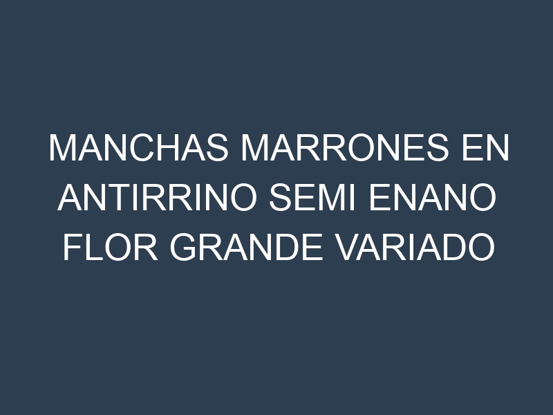 Manchas Marrones en Antirrino Semi Enano Flor Grande Variado