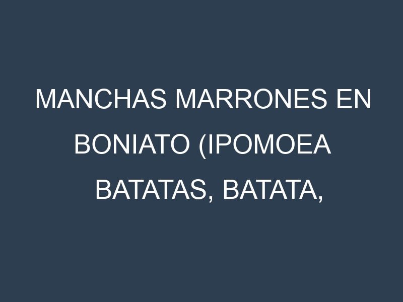 Manchas Marrones en Boniato (Ipomoea batatas, Batata, Camote). Hojas con manchas marrones en Boniato (Ipomoea batatas, Batata, Camote).