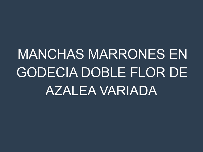 Manchas Marrones en Godecia Doble Flor De Azalea Variada