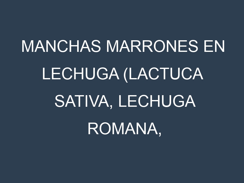 Manchas Marrones en Lechuga (Lactuca sativa, Lechuga romana, Lechuga iceberg). Hojas con manchas marrones en Lechuga (Lactuca sativa, Lechuga romana, Lechuga iceberg).