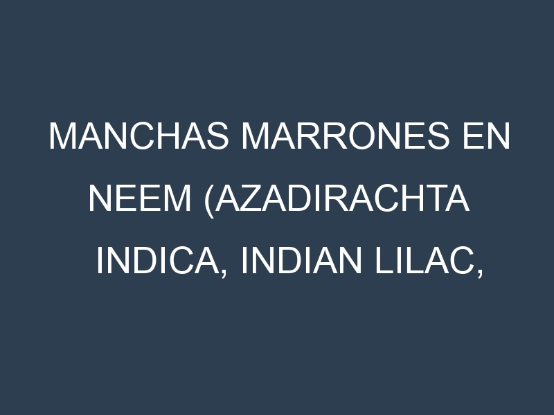 Manchas Marrones en Neem (Azadirachta indica, Indian lilac, Nimtree). Hojas con manchas marrones en Neem (Azadirachta indica, Indian lilac, Nimtree).