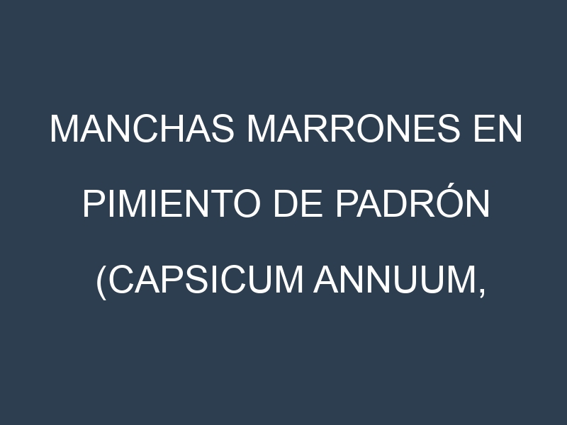 Manchas Marrones en Pimiento de Padrón (Capsicum annuum, Herbón, Gallego). Hojas con manchas marrones en Pimiento de Padrón (Capsicum annuum, Herbón, Gallego).