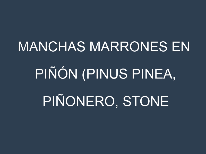 Manchas Marrones en Piñón (Pinus pinea, Piñonero, Stone pine). Hojas con manchas marrones en Piñón (Pinus pinea, Piñonero, Stone pine).