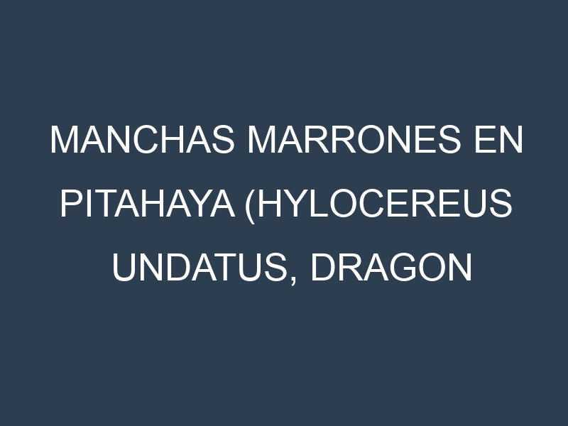 Manchas Marrones en Pitahaya (Hylocereus undatus, Dragon fruit, Red-fleshed, Yellow pitahaya). Hojas con manchas marrones en Pitahaya (Hylocereus undatus, Dragon fruit, Red-fleshed, Yellow pitahaya).