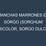 Manchas Marrones en Sorgo (Sorghum bicolor, Sorgo dulce, Sorgo forrajero). Hojas con manchas marrones en Sorgo (Sorghum bicolor, Sorgo dulce, Sorgo forrajero).