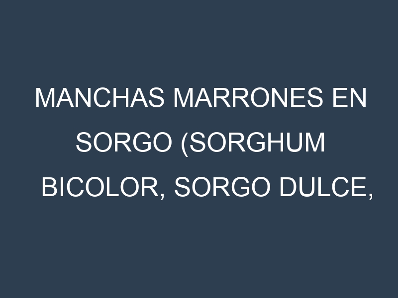 Manchas Marrones en Sorgo (Sorghum bicolor, Sorgo dulce, Sorgo forrajero). Hojas con manchas marrones en Sorgo (Sorghum bicolor, Sorgo dulce, Sorgo forrajero).