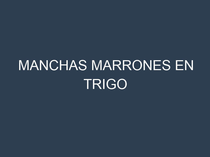 Manchas Marrones en Trigo