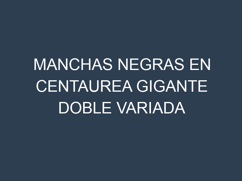 Manchas Negras en Centaurea Gigante Doble Variada