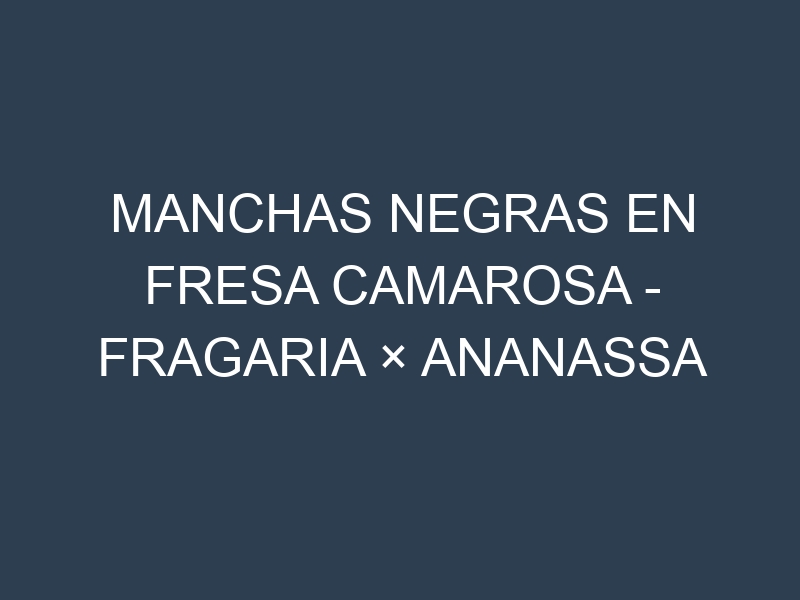 Manchas Negras en Fresa Camarosa – Fragaria × ananassa ‘Camarosa’: Causas, Efectos y Manejo