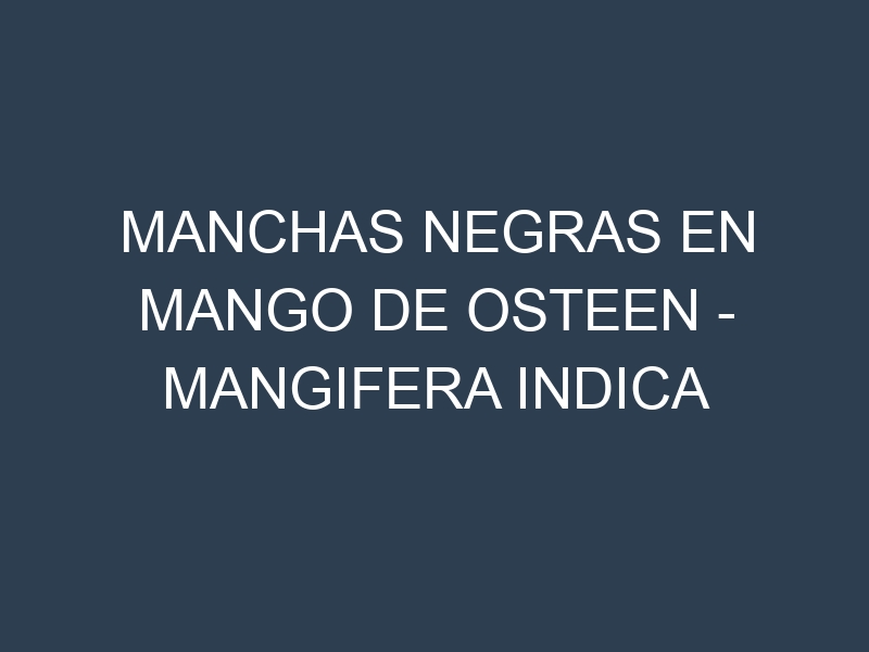 Manchas Negras en Mango de Osteen – Mangifera indica ‘Osteen’: Causas, Efectos y Manejo