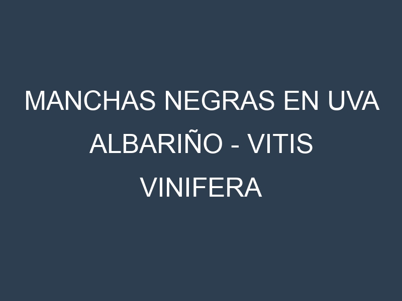 Manchas Negras en Uva Albariño – Vitis vinifera ‘Albariño’: Causas, Efectos y Manejo
