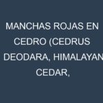 Manchas rojas en Cedro (Cedrus deodara, Himalayan cedar, Atlas cedar). Hojas con manchas rojas en Cedro (Cedrus deodara, Himalayan cedar, Atlas cedar).