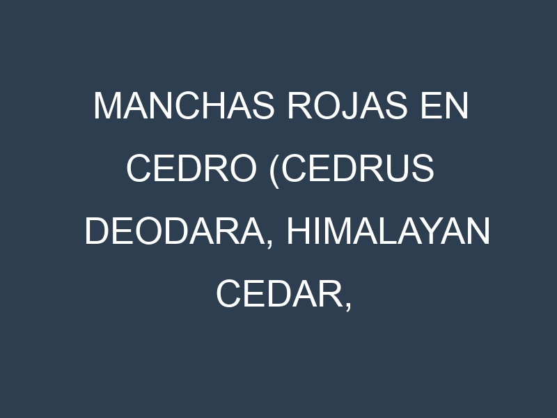 Manchas rojas en Cedro (Cedrus deodara, Himalayan cedar, Atlas cedar). Hojas con manchas rojas en Cedro (Cedrus deodara, Himalayan cedar, Atlas cedar).
