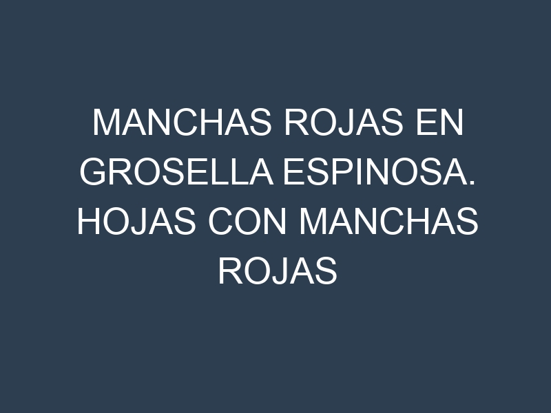 Manchas rojas en Grosella espinosa. Hojas con manchas rojas en Grosella espinosa.