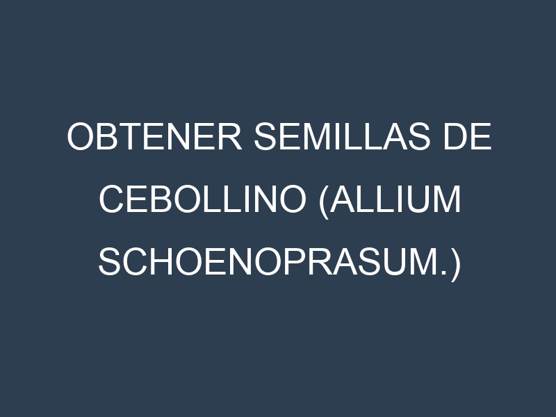 Obtener Semillas de Cebollino (Allium schoenoprasum.)