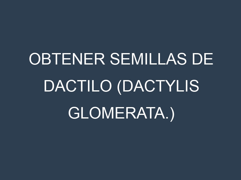 Obtener Semillas de Dactilo (Dactylis glomerata.)