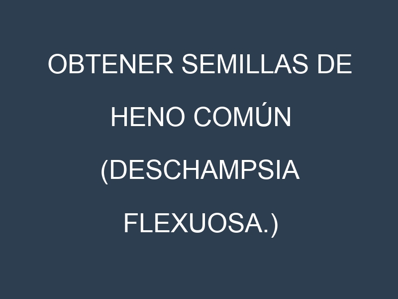 Obtener Semillas de Heno Común (Deschampsia flexuosa.)