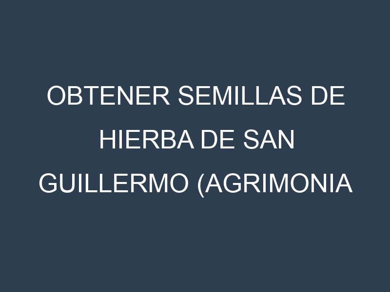 Obtener Semillas de Hierba De San Guillermo (Agrimonia eupatoria.)