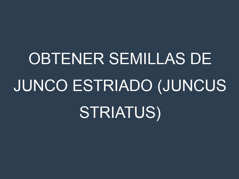 Obtener Semillas de Junco Estriado (Juncus striatus)