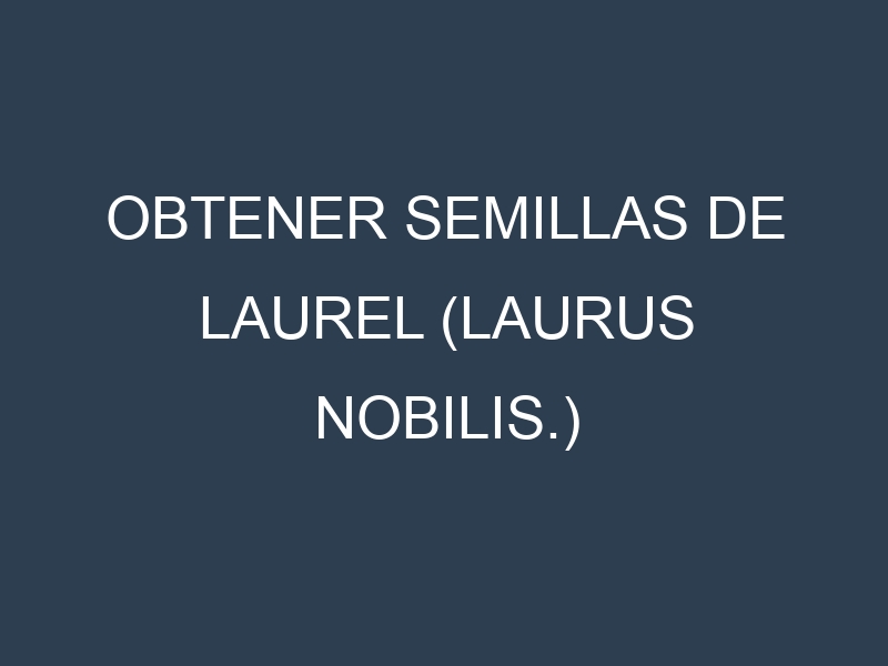 Obtener Semillas de Laurel (Laurus nobilis.)