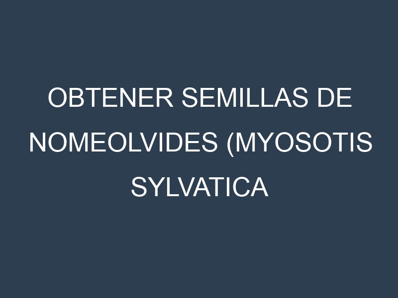 Obtener Semillas de Nomeolvides (Myosotis sylvatica "blue".)