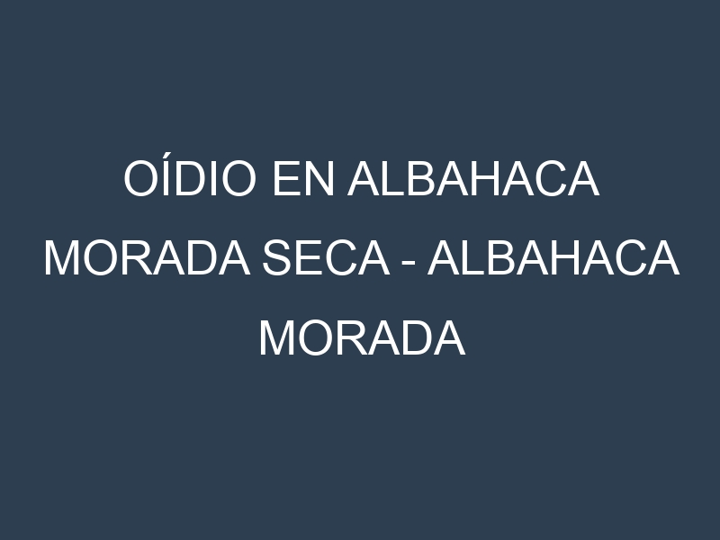 Oídio en Albahaca morada seca – Albahaca morada deshidratada: síntomas, ciclo de vida y estrategias de control