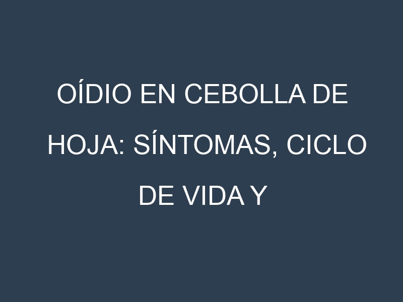 Oídio en Cebolla de hoja: síntomas, ciclo de vida y estrategias de control