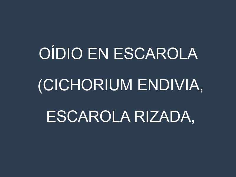 Oídio en Escarola (Cichorium endivia, Escarola rizada, Escarola de hoja lisa): síntomas, ciclo de vida y estrategias de control