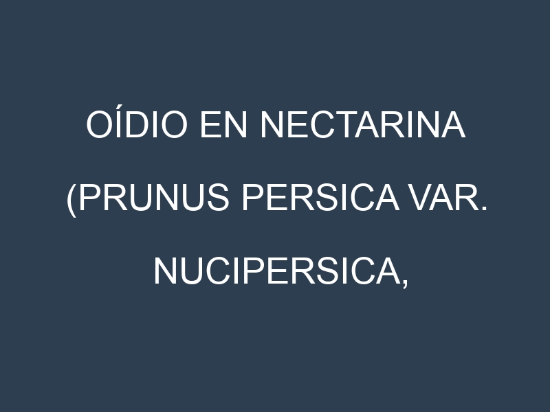 Oídio en Nectarina (Prunus persica var. nucipersica, Nectarina amarilla, Nectarina roja): síntomas, ciclo de vida y estrategias de control