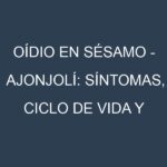 Oídio en Sésamo – Ajonjolí: síntomas, ciclo de vida y estrategias de control