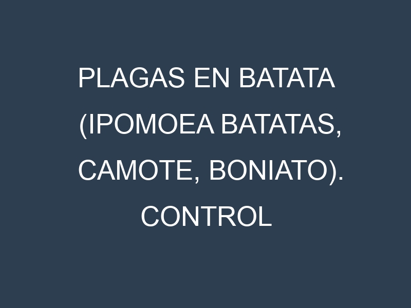 Plagas en Batata (Ipomoea batatas, Camote, Boniato). Control biológico y Manejo de plagas.
