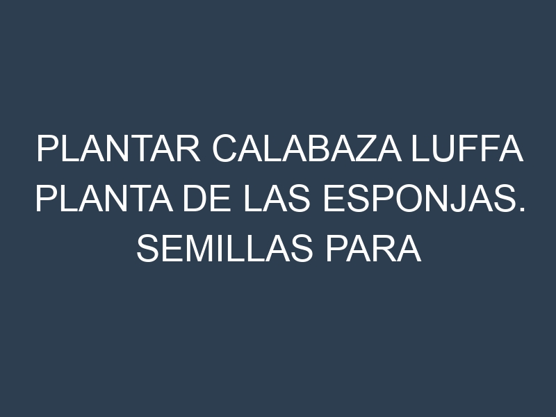 Plantar Calabaza Luffa Planta De Las Esponjas. Semillas para Calabaza Luffa Planta De Las Esponjas. Enfermedades Calabaza Luffa Planta De Las Esponjas.