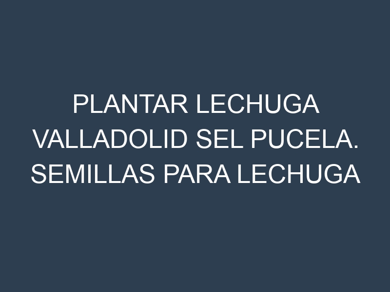 Plantar Lechuga Valladolid Sel Pucela. Semillas para Lechuga Valladolid Sel Pucela. Enfermedades Lechuga Valladolid Sel Pucela.