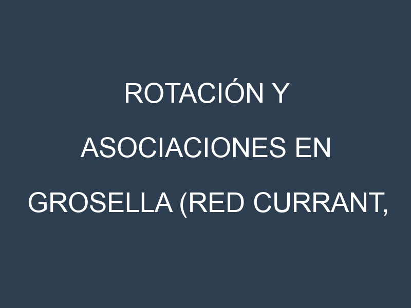Rotación y Asociaciones en Grosella (Red currant, groseille). Estrategias de rotación y Beneficios de las asociaciones de cultivos.