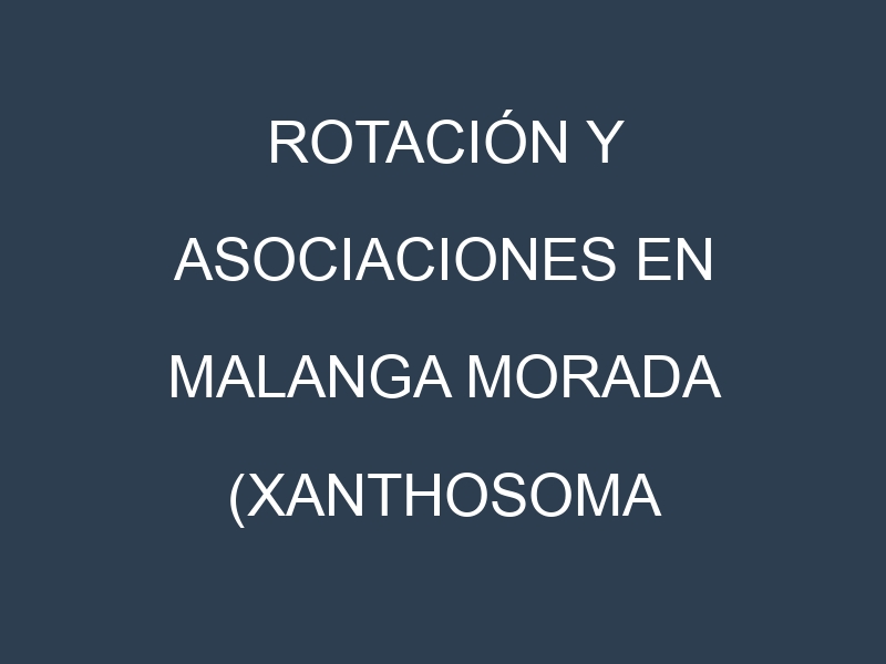 Rotación y Asociaciones en Malanga morada (Xanthosoma violaceum, Yautía, Ñame Morado, Eddoe, Cocoyam). Estrategias de rotación y Beneficios de las asociaciones de cultivos.