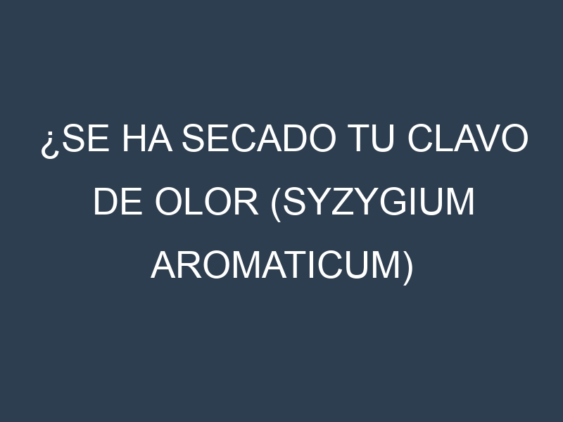 ¿Se ha secado tu Clavo de olor (Syzygium aromaticum) (Zanzibar Clove, Penang, Madagascar Clove, Comoros, Indonesian)? Pasos para Detectar, Corregir y Prevenir.