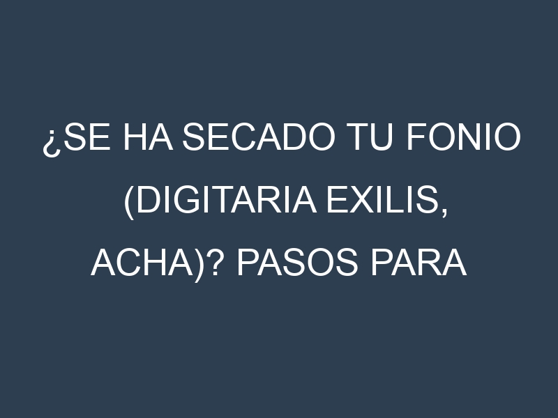 ¿Se ha secado tu Fonio (Digitaria exilis, acha)? Pasos para Detectar, Corregir y Prevenir.